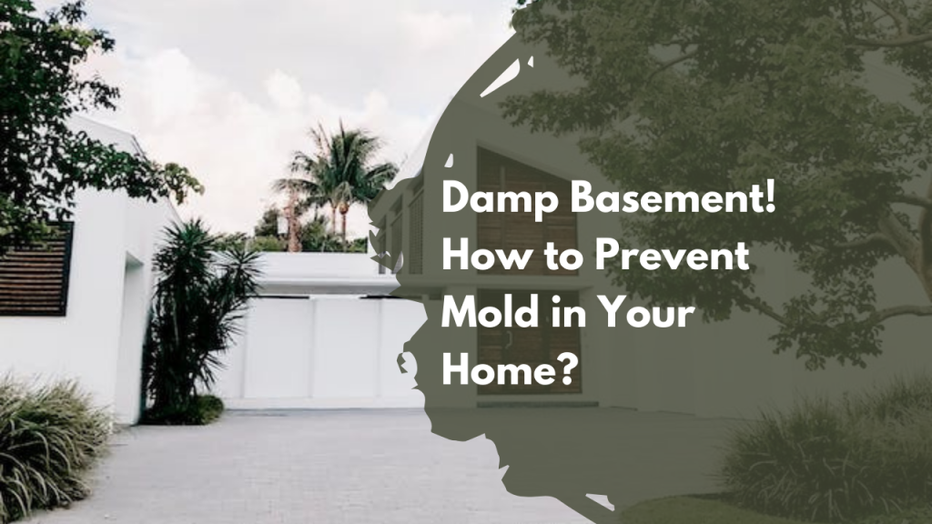 Damp Basement? How to Prevent Mold in Your Home