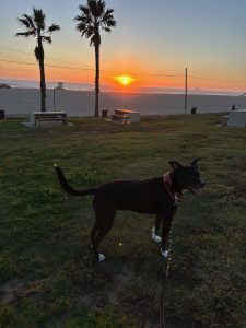 Huntington Beach Dog Beach